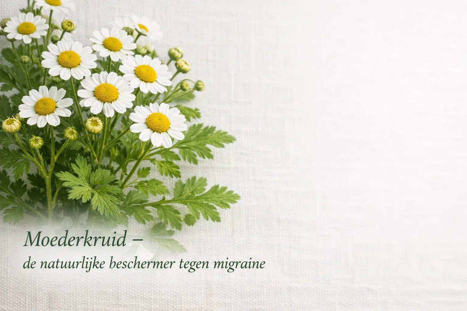 moederkruid de natuurlijke beschermer tegen migraine