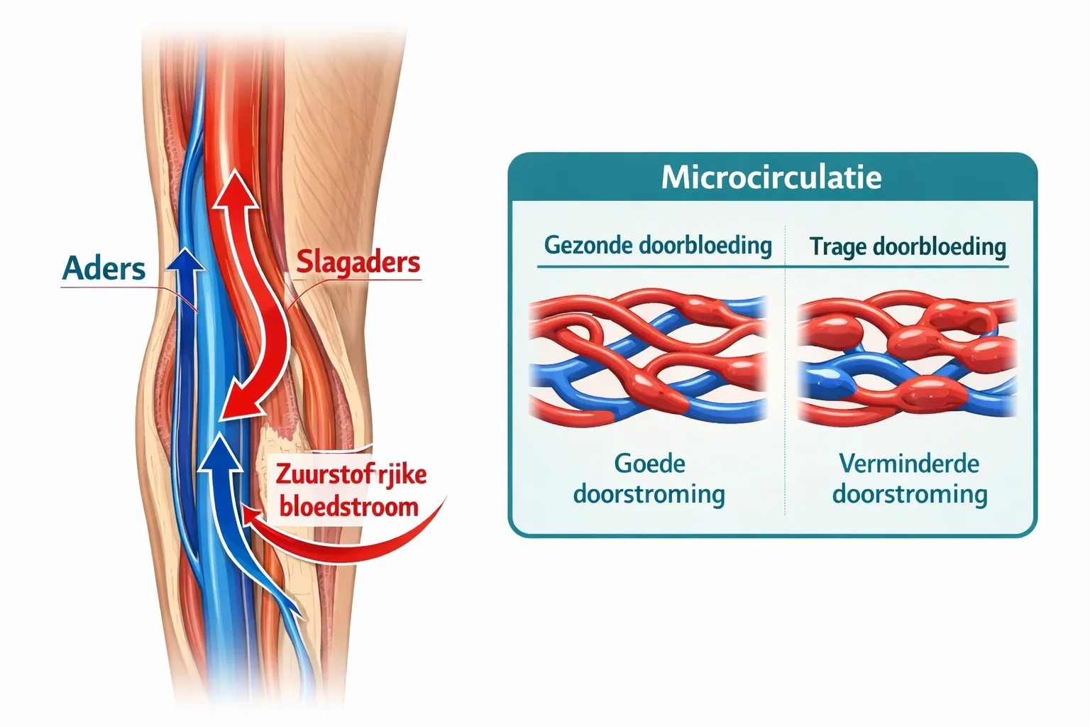 microcirculatie doorbloeding